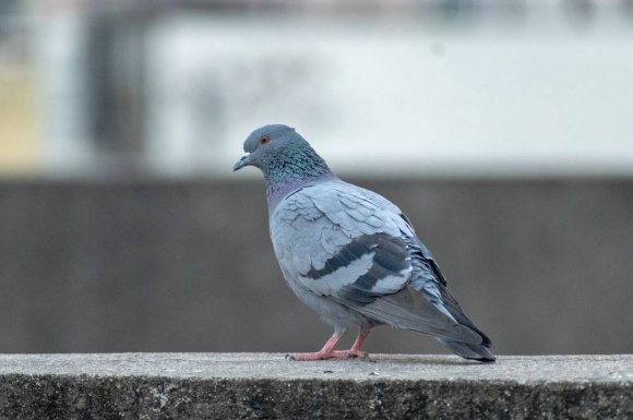 Installation de dispositif anti pigeons dans une copropriété - Nice - POKO BATI