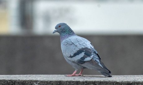 Installation de dispositif anti pigeons dans une copropriété - Nice - POKO BATI